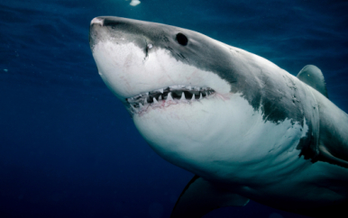 Great White Sharks